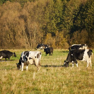 У межах Всесвітнього дня тварин Lactalis в Україні провела вебінар для всіх співробітників компанії